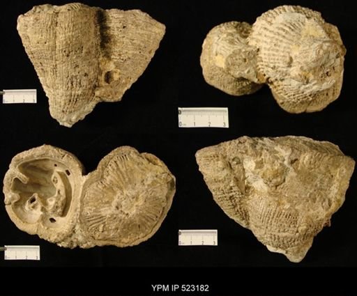 Hippurites sp.