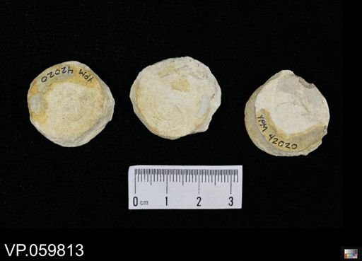 undet. Chondrichthyes