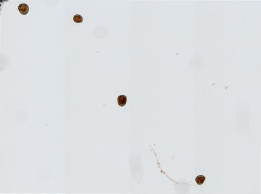 Crassostrea virginica