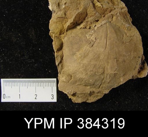 Strophodonta sp.