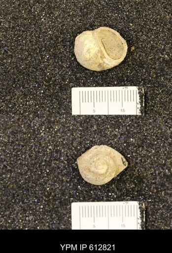 Vanikoropsis sp.