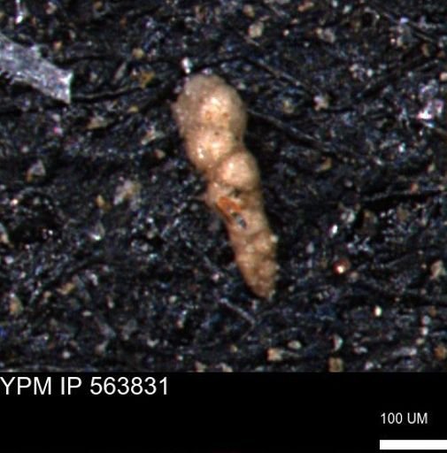 Verneuilinoides kansasensis