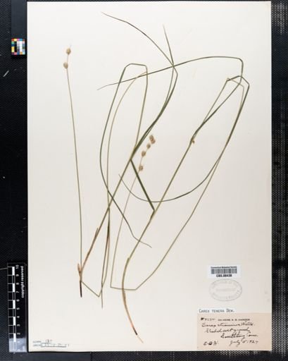 Carex tenera