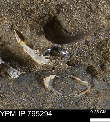 undet. Mollusca