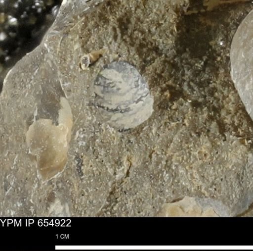 Protocardia sp.