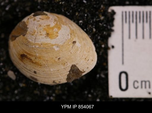 Limopsis striatopunctatus