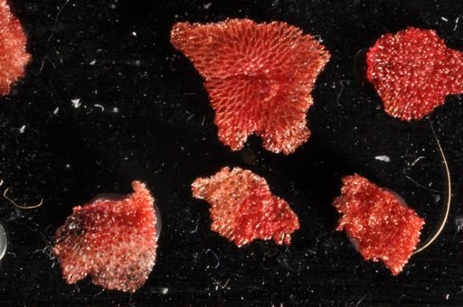 Celleporella