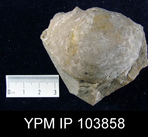 Stropheodonta sp.
