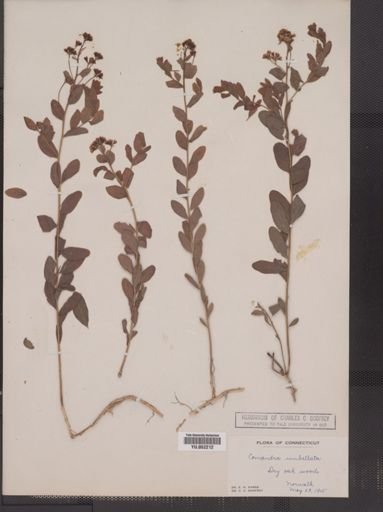 Comandra umbellata