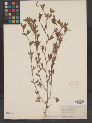Trifolium arvense