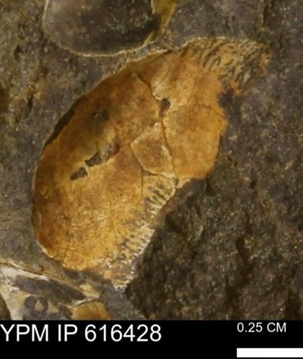 Protocardia subquadrata