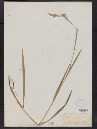 Bromus purgans