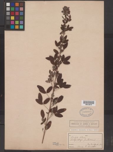 Lespedeza intermedia