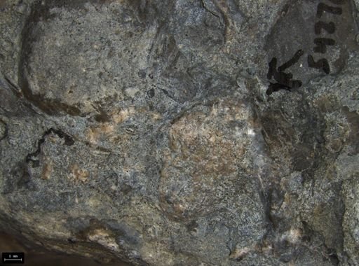 Aplocoma damesii
