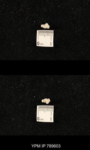 undet. Bryozoa