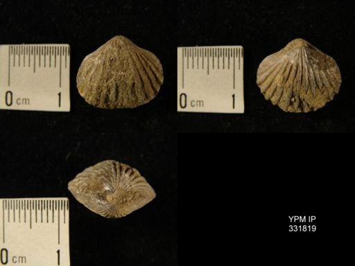 Orthorhynchula?