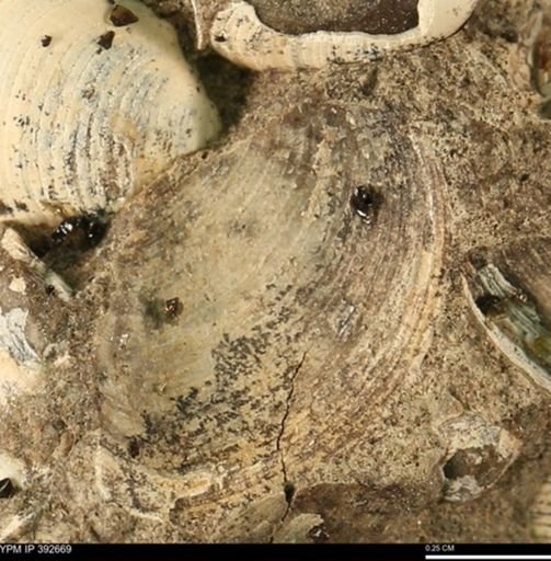 Protocardia subquadrata