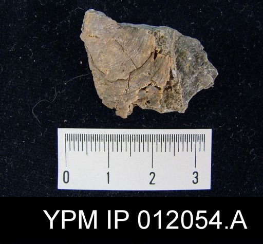 Lyttonia nobilis americanus