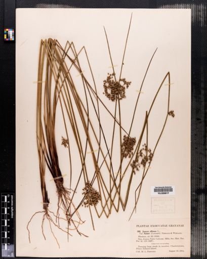 Juncus effusus