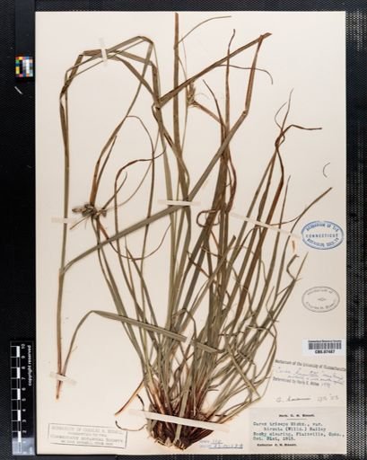 Carex triceps