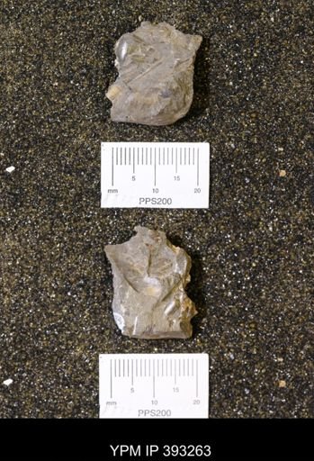 Baculites sp.