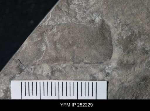 undet. Eurypterida