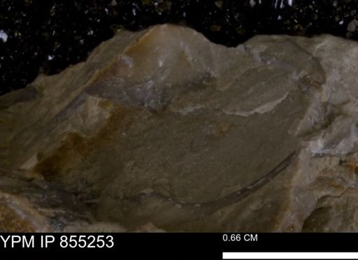 undet. Bivalvia