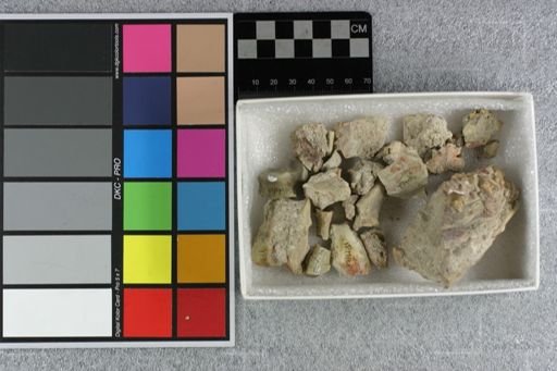 Hyaenodon sp.