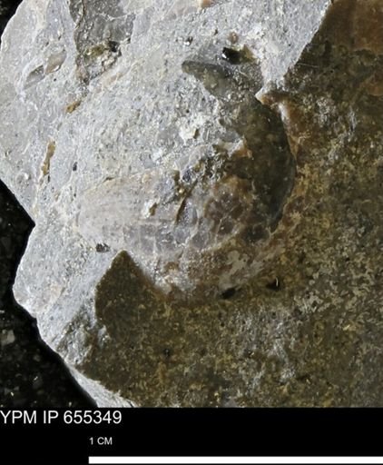 Mollusca
