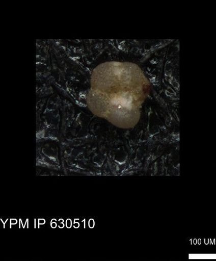 undet. Foraminiferida