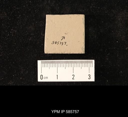 undet. Brachycera