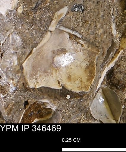 undet. Mollusca
