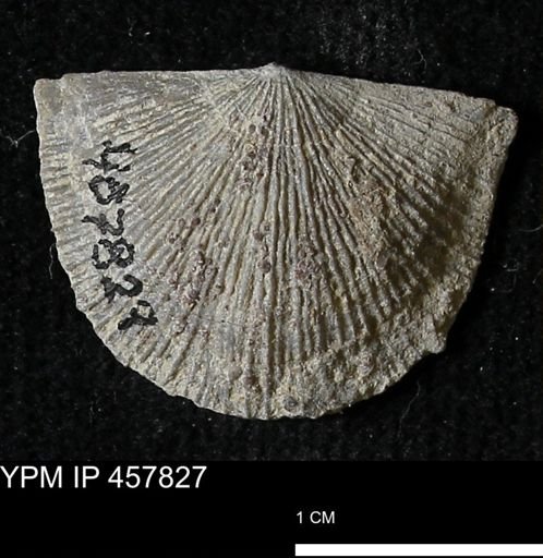 Strophodonta sp.