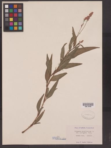 Polygonum pensylvanicum