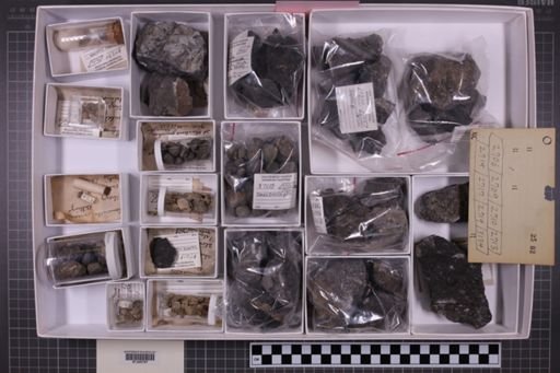 mixed taxa, stratigraphic collection