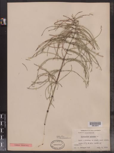 Equisetum arvense