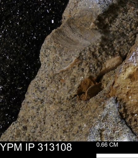 undet. Bivalvia