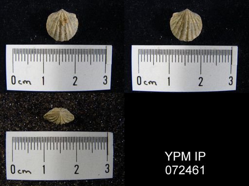 Atrypa tennesseensis