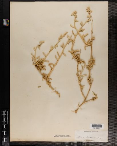 Plantae