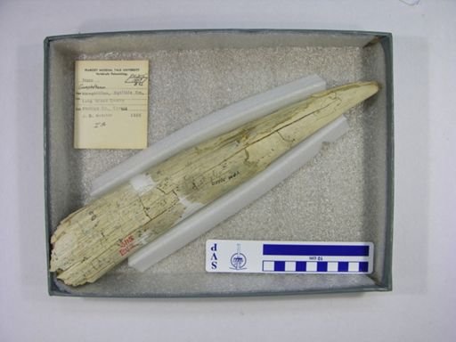 Gomphotherium sp.