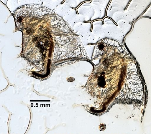 Daphnia