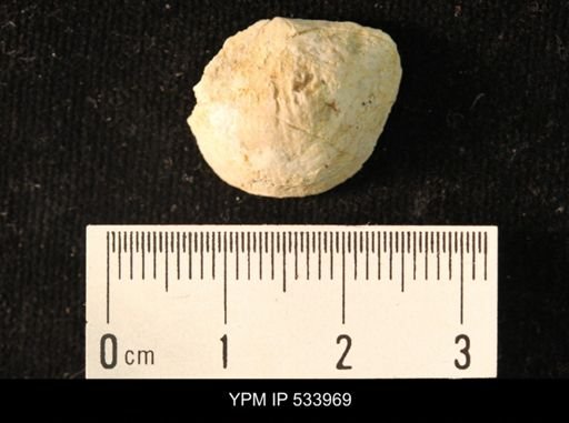 Rafinesquina minnesotensis