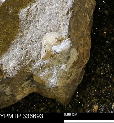 undet. Mollusca