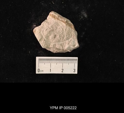 Lemmatophora minuta