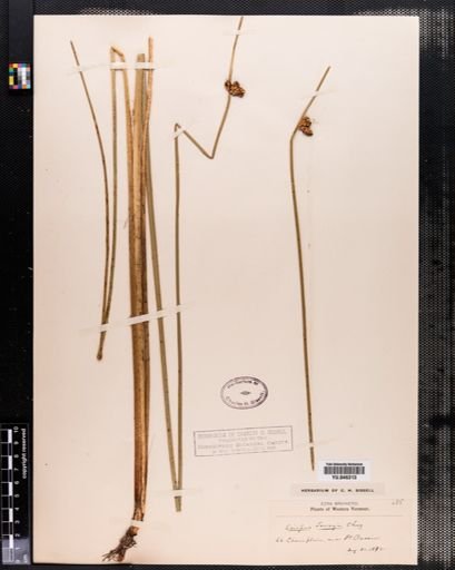 Scirpus torreyi