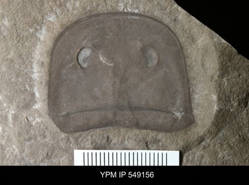Eurypterus