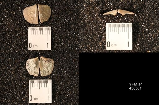 Dalmanella testudinaria
