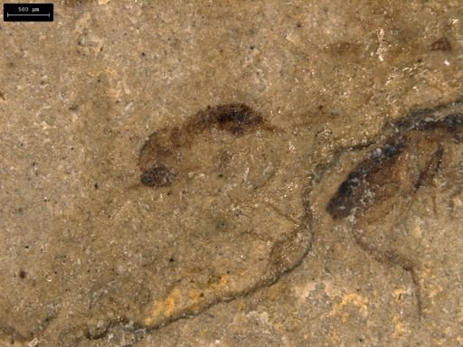 undet. Hymenoptera