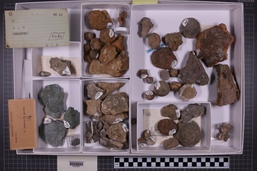 mixed taxa, stratigraphic collection