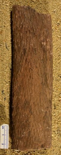 Lepidodendron